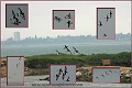 oystercatcher, oystercatchers,-01